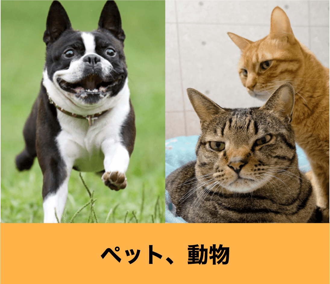 ペット、動物